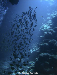 Dahab Canyon 2008 Sony w-300 by Pietro Formis 